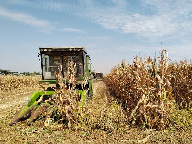 首次“双收”迎增收——安徽部分地区大豆玉米带状复合种植收获记
