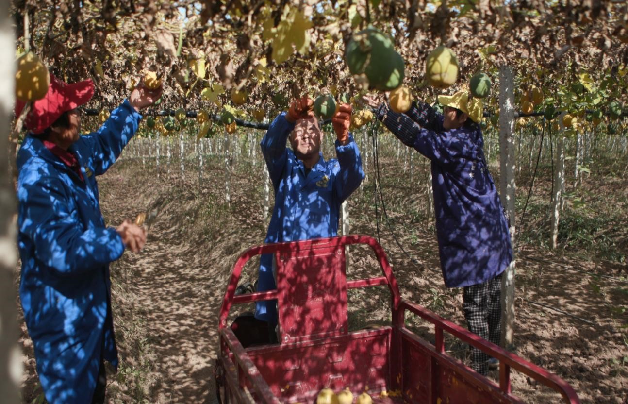 瓜蒌基地的工人们正在采摘瓜蒌.jpg