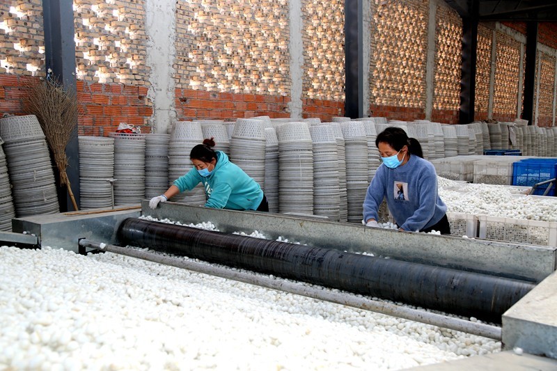 京九丝绸股份有限公司内，工人们正在加工蚕茧.jpg